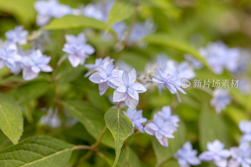 绣球花花