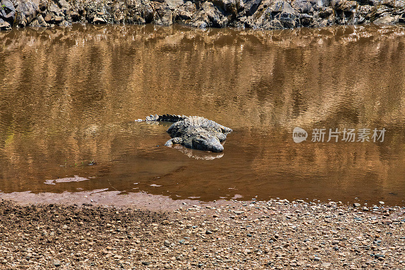 尼罗河鳄鱼在马拉河上沉思