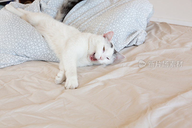 黑斑白猫在床上打哈欠睡觉