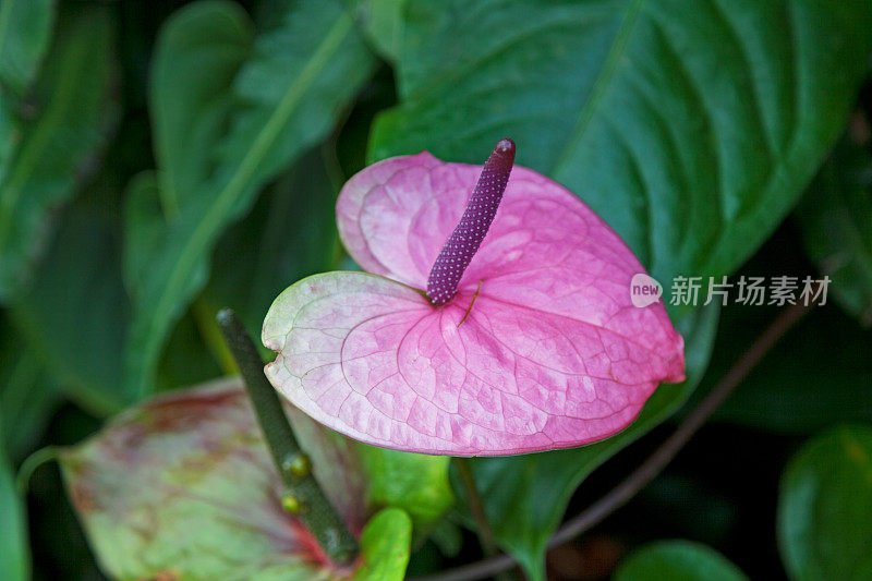 粉红Anthurium