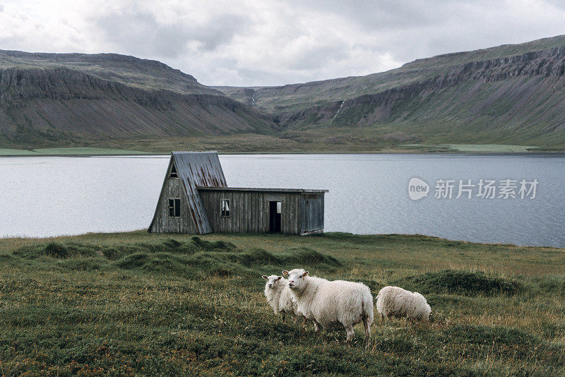 冰岛海边小屋背景上的绵羊