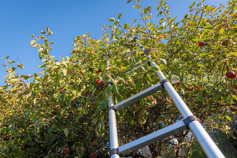 用梯子从树上摘苹果