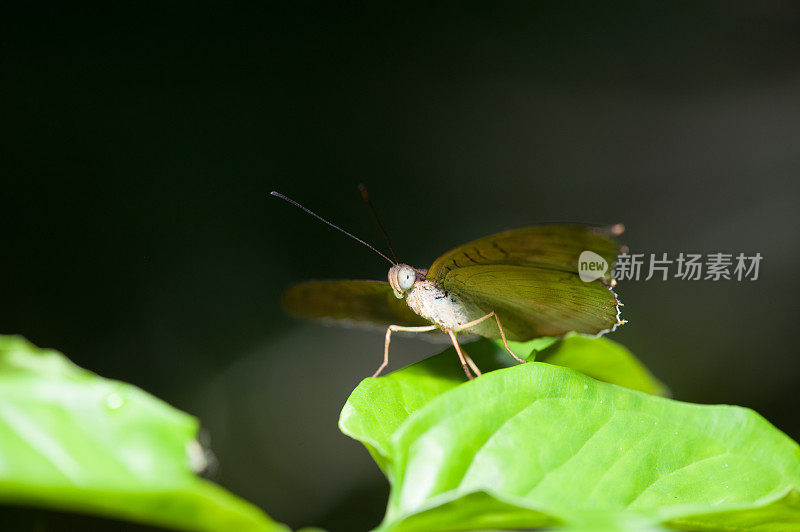 叶子上美丽的蝴蝶