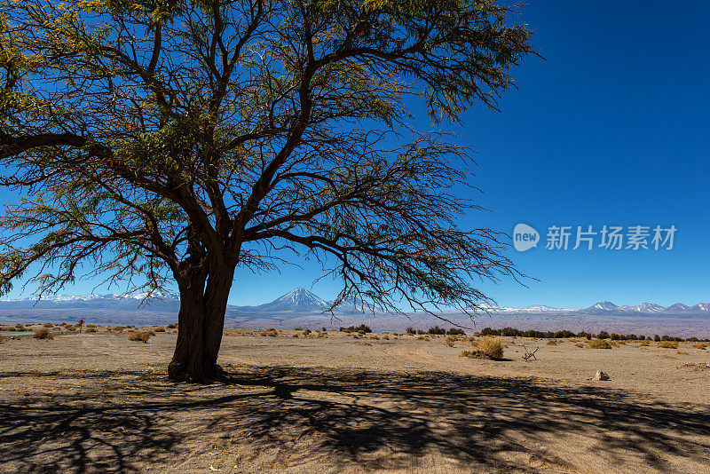 孤独的树-沙漠景观-阴影树-利坎卡武尔火山