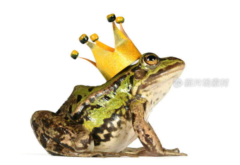 青蛙与冠