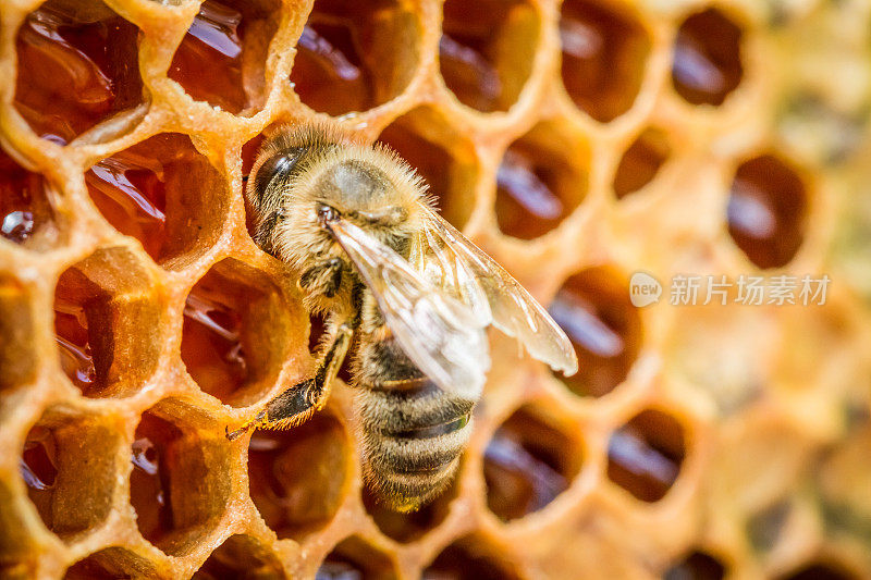 蜂窝里的蜜蜂在蜂窝上