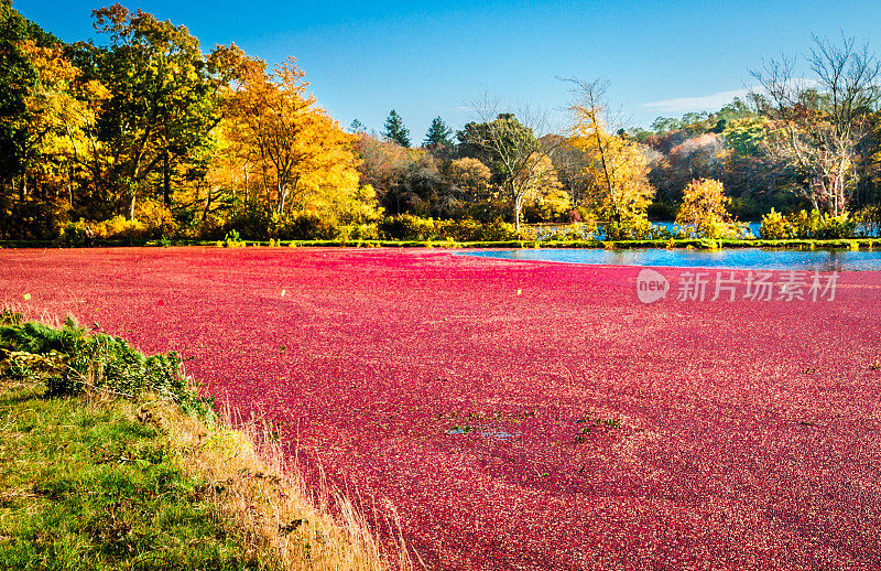 秋天的蔓越莓沼泽
