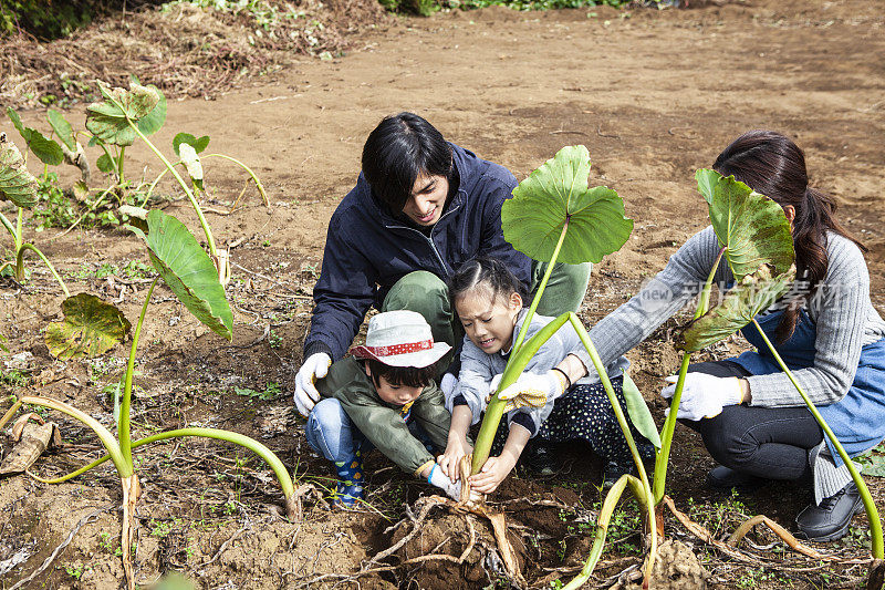 孩子们在和父母一起挖菜