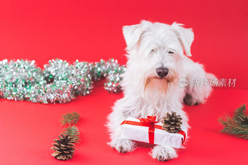 雪纳瑞犬圣诞节