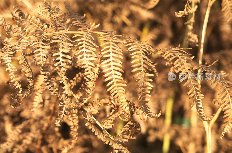秋天棕色干燥的欧洲蕨