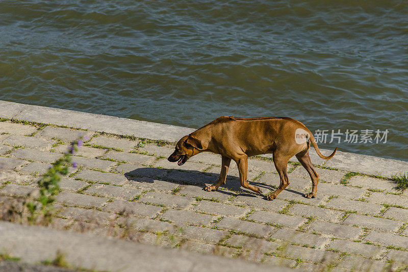 美丽的罗得西亚脊背犬在多瑙河边散步