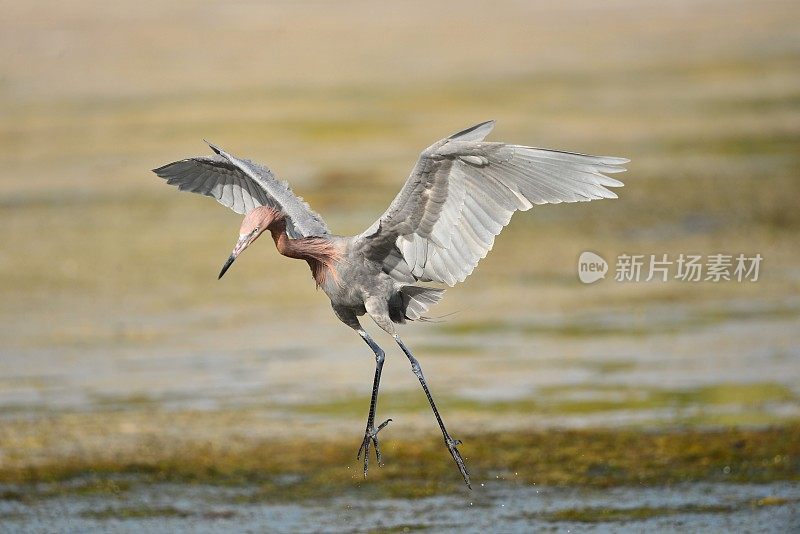 使棕颈鹭的舞蹈