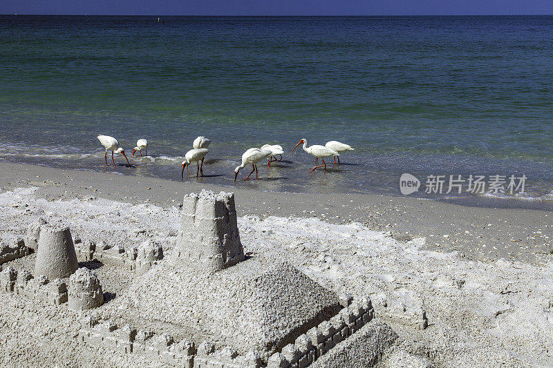 你在海边寻找新家吗