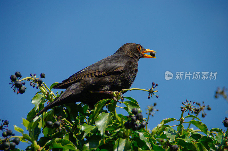 吃浆果的黑鹂