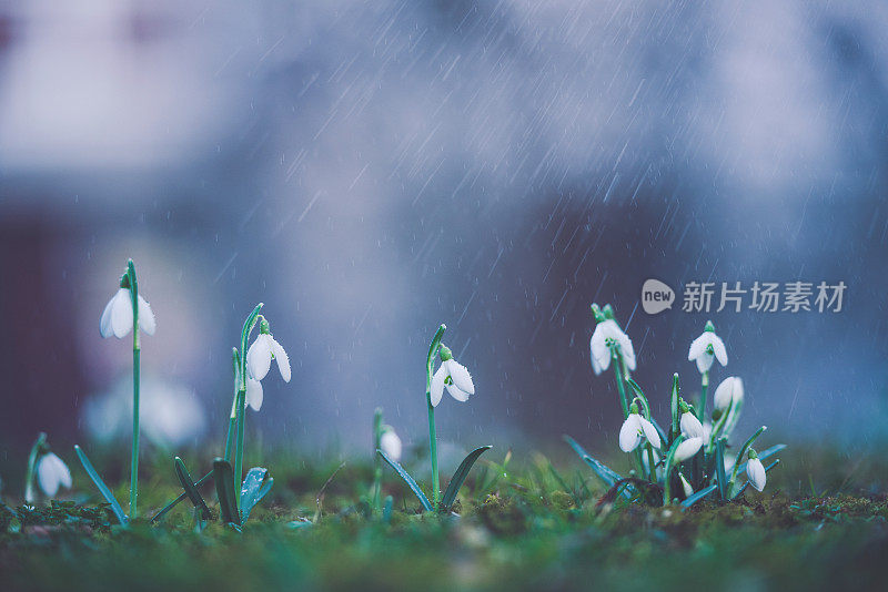 雪莲花上的春雨