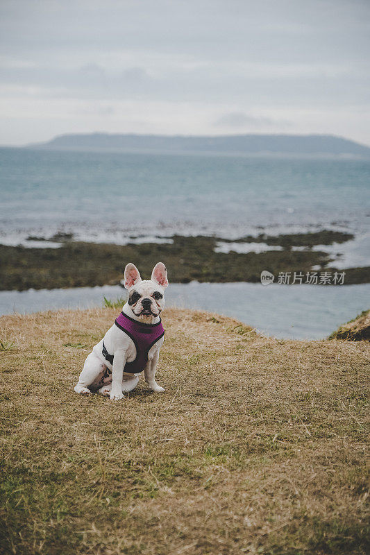 可爱的法国斗牛犬在英国多塞特的海岸线上摆姿势