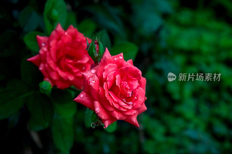 花园里的两朵带雨点的红玫瑰