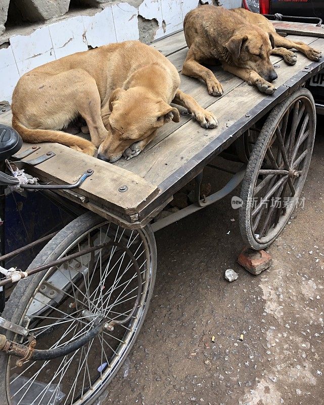 这是两只野生印度流浪狗睡在木制市场手推车上的照片，新德里，印度杂种狗的照片