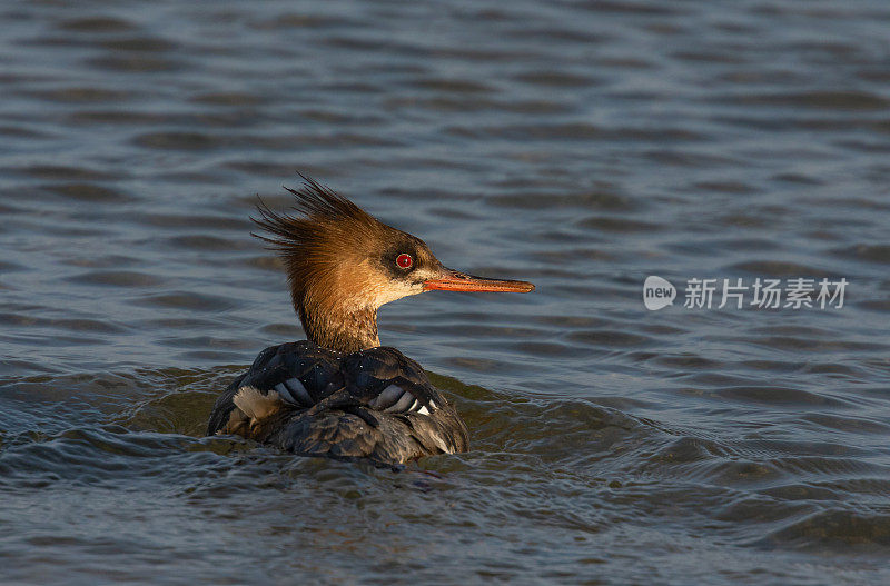 会游泳的雌红胸秋海鱼