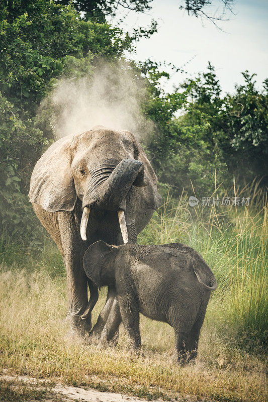 草原上的母象怀着孩子