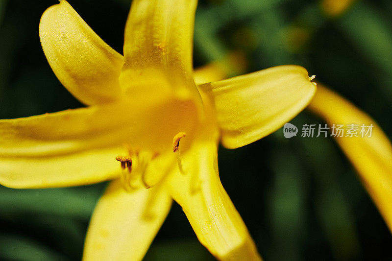 鲜亮的黄色花的近照雄蕊和花粉，浅集中。