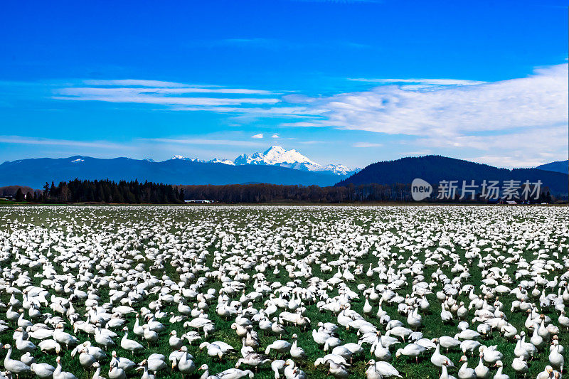 雪雁