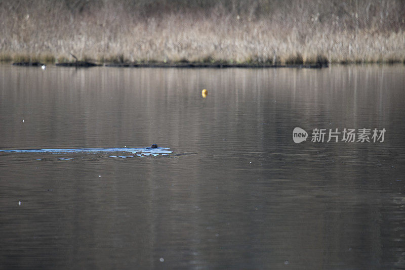 远处有河水獭