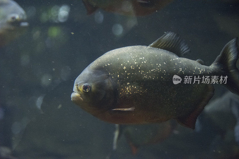 红水虎鱼特写