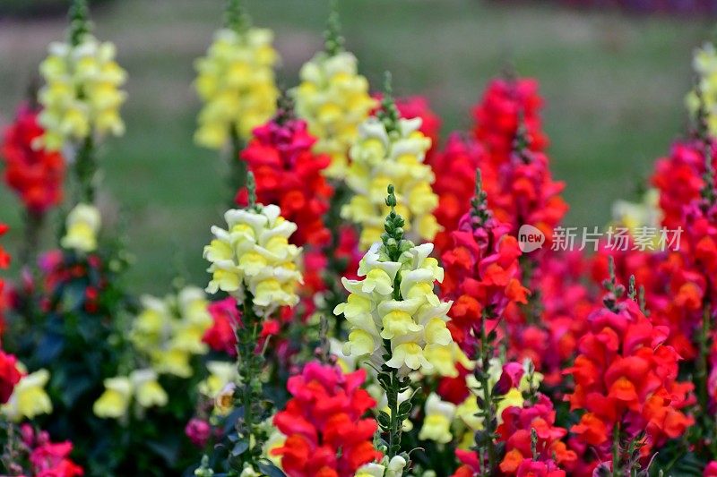 Snapdragon小老头