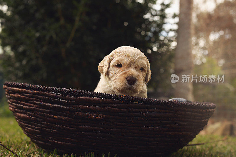 澳大利亚Labradoodle小狗