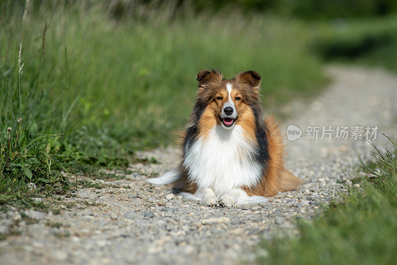 自然界中的设得兰牧羊犬肖像