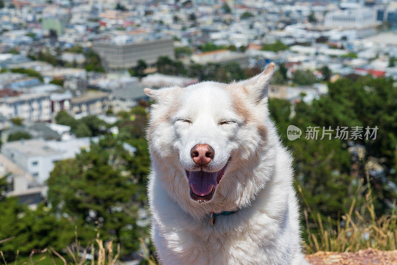 可爱的狗与旧金山的观点