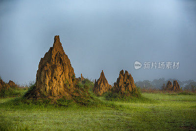 在刚果盆地热带雨林的一个热带草原岛上，巨大的白蚁丘