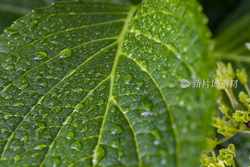 绣球植物叶和花的微照片