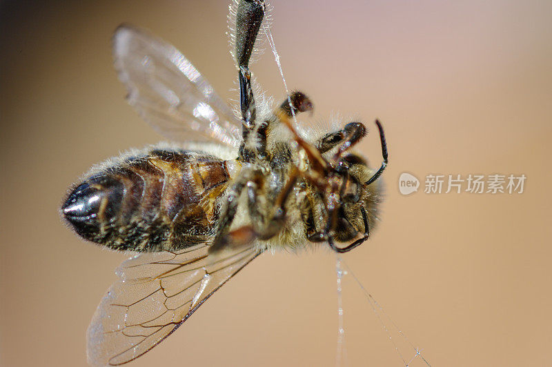 蜘蛛网里的死蜜蜂