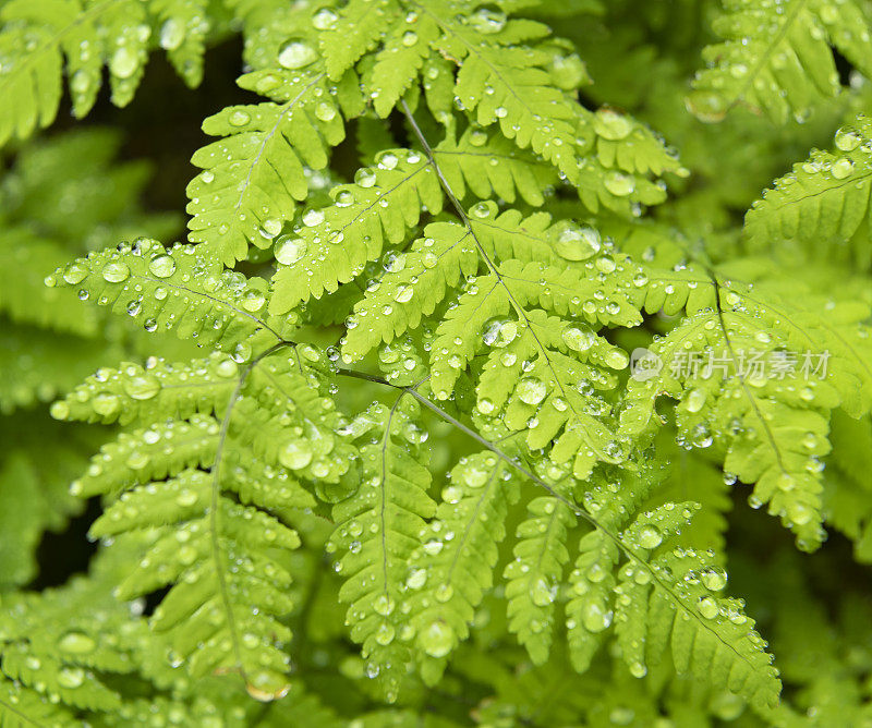 蕨类植物在滴水