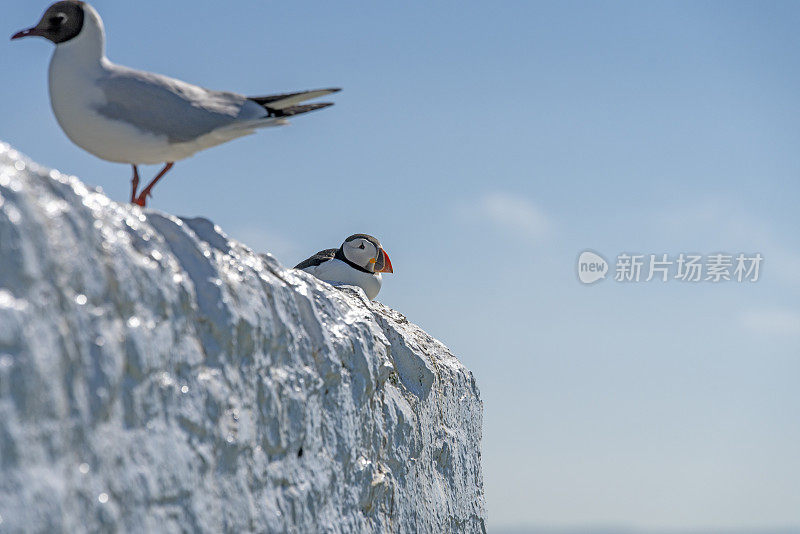 大西洋海雀