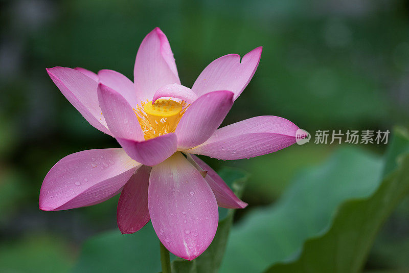 雨中的荷花