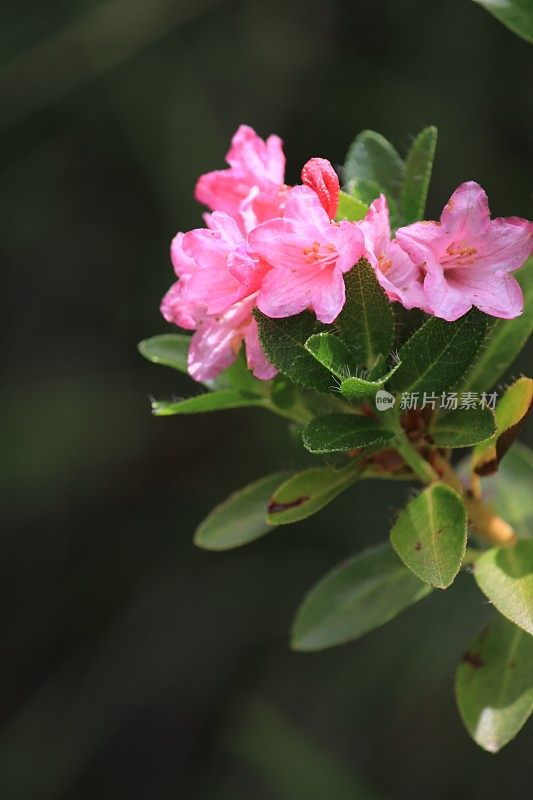 高山花杜鹃花