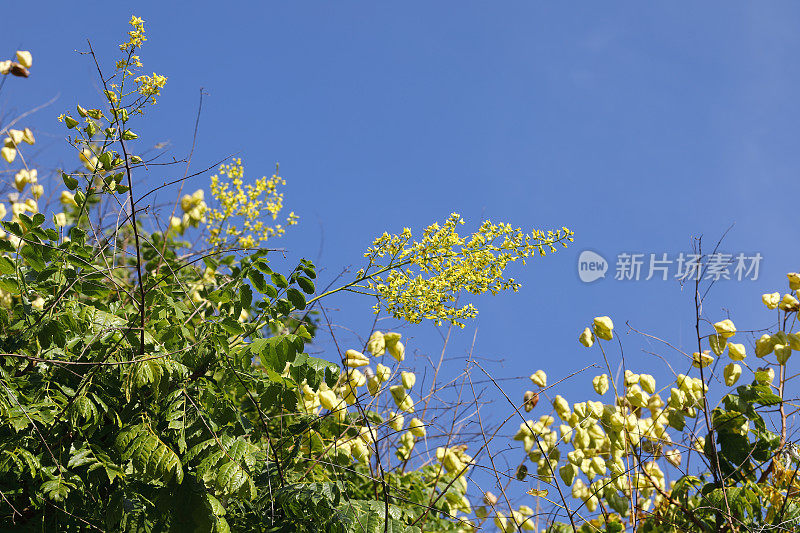 黄花金雨树印度栾树骄傲