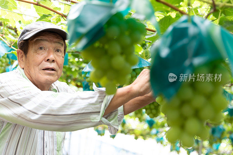 在葡萄园工作的日本老人