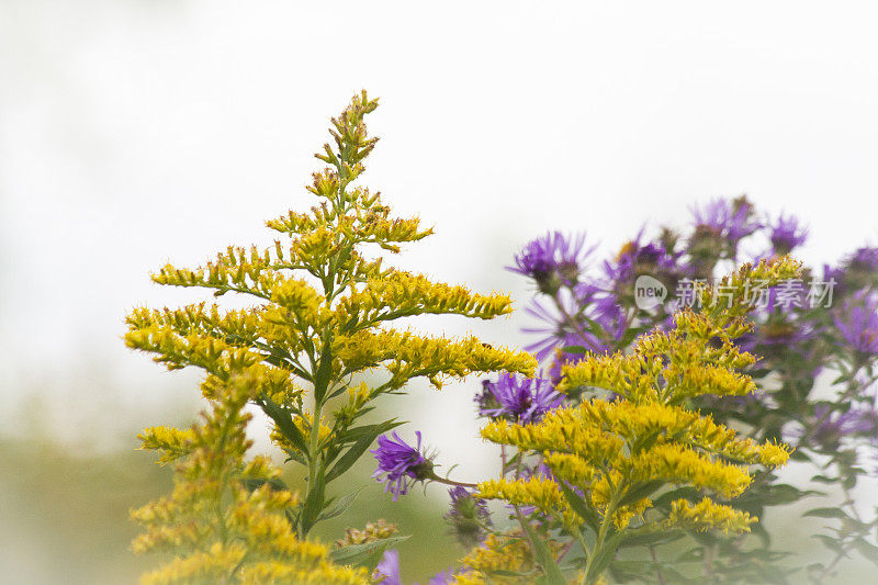 秋田的一枝黄花(Solidago)