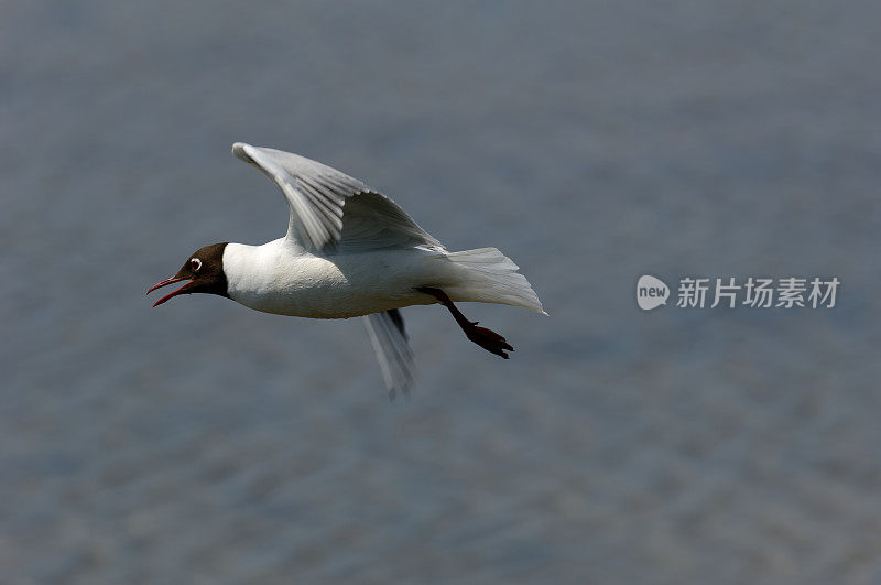 黑头鸥(黑头鸥)