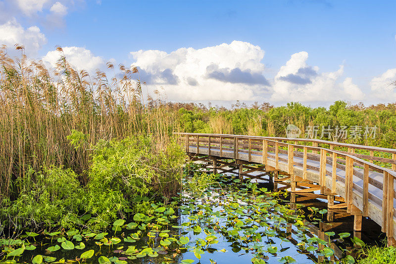 大沼泽地国家公园-佛罗里达(美国)