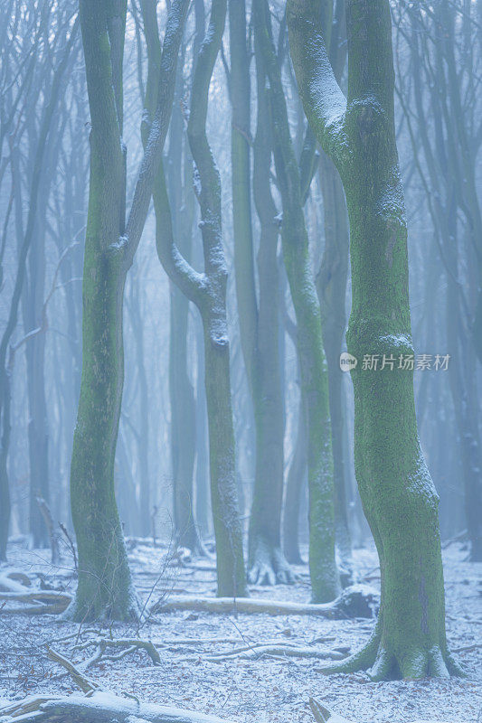 在寒冷的雪天，山毛榉树具有戏剧性的形状在薄雾和积雪的森林