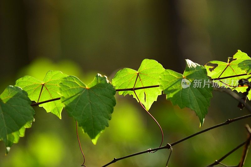 在藤蔓上背光的葡萄叶子的叶水平的shot，与卷须伸出和附在茎上