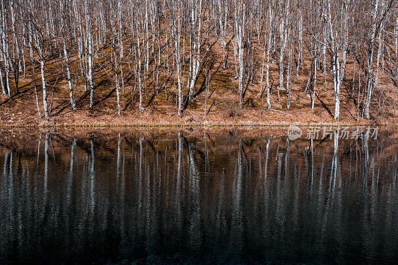 秋天，湖边的一片森林，由一架低空飞行的无人机拍摄