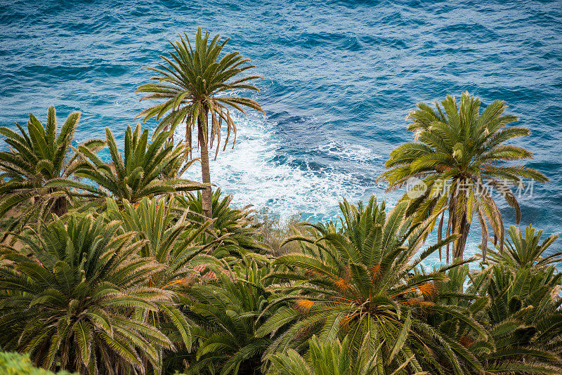 棕榈树和海洋
