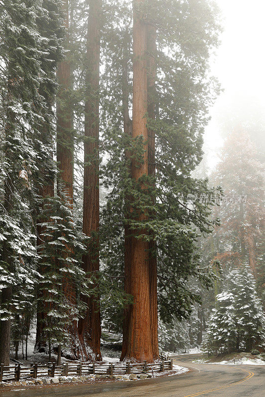雪山红杉林