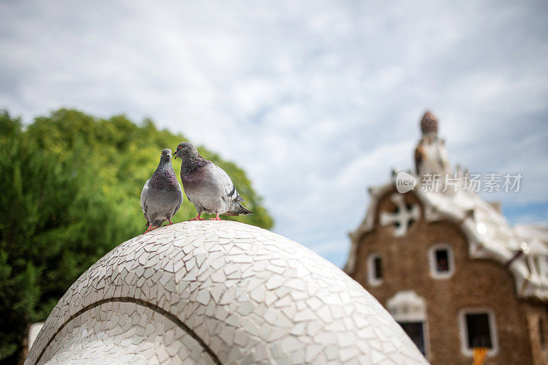在西班牙巴塞罗那的海鸥公园，两只鸽子在爱抚自己